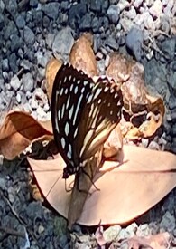 法无授权不可为三句话是什么意思